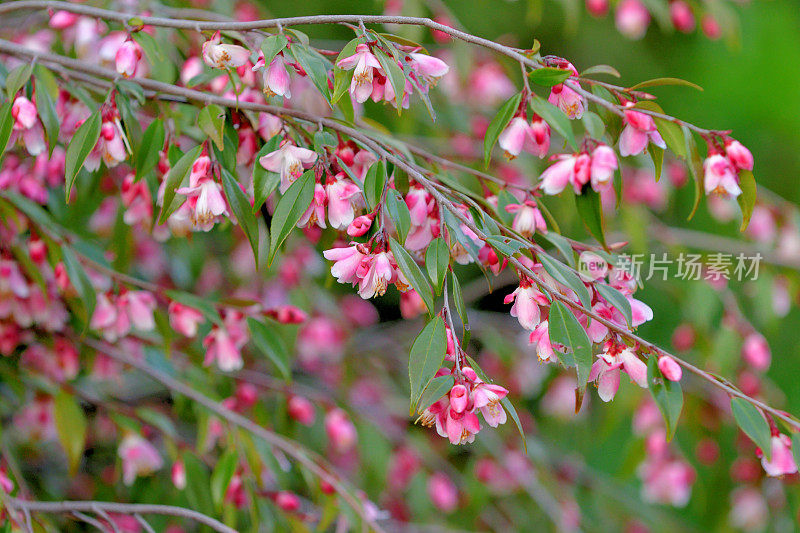 山茶花'Elina Cascade' / Elina Cascade哭泣山茶花/丘比特山茶花